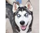 Adopt Play Place a Black Husky / Mixed dog in Evans, CO (39173898)