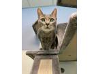 Adopt Grace (Merritt Island Adoption Center) a Gray or Blue Domestic Shorthair /