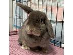 Adopt Gracie a Grey/Silver Mini Lop / Other/Unknown / Mixed rabbit in Wheaton