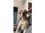 Adopt cooper a Tan/Yellow/Fawn Labrador Retriever / Mixed dog in Saucier