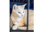 Adopt Kate a White Domestic Shorthair / Domestic Shorthair / Mixed cat in