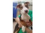 Adopt Naidu a Brown/Chocolate American Pit Bull Terrier / Mixed dog in