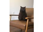 Adopt Brioche a Brown or Chocolate British Shorthair / Mixed (short coat) cat in