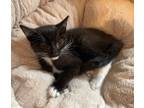 Adopt Gravity a Domestic Shorthair / Mixed (short coat) cat in Wauchula