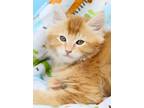 Adopt Jasper a Orange or Red Tabby Domestic Longhair (long coat) cat in Seminole