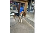Adopt Ernie a Tricolor (Tan/Brown & Black & White) Beagle / Mixed dog in Tustin