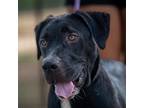 Adopt Javi WH a Black Great Dane / Labrador Retriever / Mixed dog in Baltimore