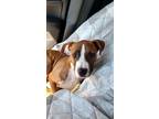 Adopt Jenny a Brindle - with White Pit Bull Terrier / Mixed dog in Richmond