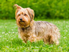 Adopt Lucky a Black Australian Shepherd / Mixed dog in Ile-Perrot, QC (39173744)