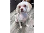 Adopt Mamaz a White Shih Tzu / Poodle (Miniature) / Mixed dog in Glenville