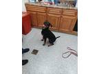 Adopt Booth a Black Rottweiler / Mixed dog in Knoxville, TN (39173722)