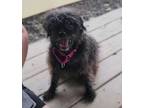 Adopt Zoe a Black Poodle (Miniature) / Mixed dog in Elmira, NY (39173526)