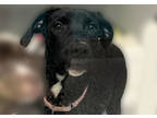 Adopt Watermelon a Black Retriever (Unknown Type) / Mixed dog in Voorhees