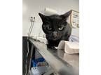 Adopt Colby a All Black Domestic Shorthair / Domestic Shorthair / Mixed cat in