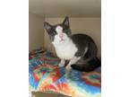 Adopt Miles a White Domestic Shorthair / Domestic Shorthair / Mixed cat in