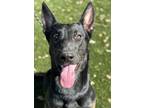 Adopt Landon a Black German Shepherd Dog / Mixed dog in Red Bluff, CA (39173703)