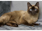 Adopt Babooksa a Brown or Chocolate Siamese / Domestic Shorthair / Mixed cat in