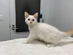 Adopt Childish Lambino a White Siamese / Domestic Mediumhair / Mixed cat in