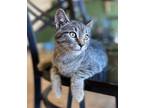 Adopt Spice a Brown Tabby Domestic Shorthair / Mixed (short coat) cat in Fort