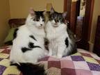 Adopt ther are 2 Noah and Elijha a White (Mostly) Domestic Longhair / Mixed