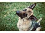 Adopt Zeus 2 a Black - with Tan, Yellow or Fawn German Shepherd Dog / Mixed dog
