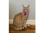 Adopt Leon a Orange or Red Tabby Domestic Shorthair (short coat) cat in Dallas