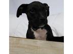 Adopt Scout a Black Boxer / Mixed dog in joppa, MD (39173536)