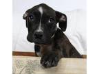 Adopt Bailey a Black Boxer / Mixed dog in joppa, MD (39173535)