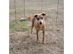 Adopt Bitty a Tan/Yellow/Fawn Black Mouth Cur / Mixed dog in joppa
