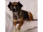 Adopt June a Brown/Chocolate Australian Shepherd / Mixed dog in joppa