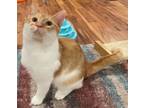 Adopt Glen a Tan or Fawn Tabby Domestic Shorthair (short coat) cat in