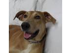 Adopt Libby a Tan/Yellow/Fawn Black Mouth Cur / Mixed dog in joppa
