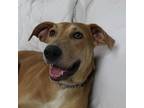 Adopt Indie a Tan/Yellow/Fawn Black Mouth Cur / Mixed dog in joppa