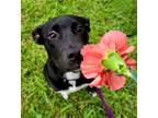 Adopt Pepper a Black Patterdale Terrier (Fell Terrier) / Border Collie / Mixed