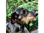 Adopt Fate a Black - with Tan, Yellow or Fawn Dachshund / Mixed dog in Freedom