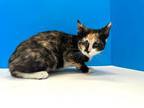 Adopt Tessa a Calico or Dilute Calico Domestic Shorthair (short coat) cat in