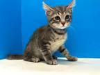 Adopt Shrek a Brown Tabby Domestic Shorthair (short coat) cat in Powell