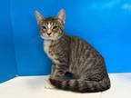 Adopt McKinley a Gray, Blue or Silver Tabby Domestic Shorthair (short coat) cat