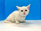Adopt Graham a White (Mostly) Domestic Shorthair (short coat) cat in Powell