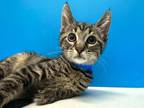 Adopt Donkey a Brown Tabby Domestic Shorthair (short coat) cat in Powell