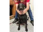 Adopt Joel a Black Labrador Retriever / Mixed dog in Knoxville, TN (39173457)