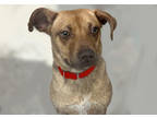 Adopt Twinkie a Brown/Chocolate Retriever (Unknown Type) / Mixed dog in