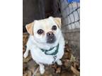 Adopt Meo a Tan/Yellow/Fawn Mixed Breed (Small) / Mixed dog in Montreal