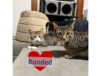 Adopt Billy Bob and Billy Ray a Gray or Blue (Mostly) Domestic Shorthair / Mixed