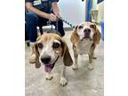 Adopt Luigi a White Beagle / Mixed dog in Millersburg, OH (39173492)
