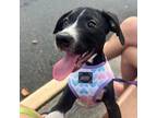 Adopt Summer Heat Pup: Beach a Black Beagle / Mixed dog in Arlington