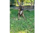 Adopt Nola a Plott Hound / Mixed Breed (Medium) / Mixed dog in Greensboro