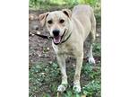Adopt FRIENDLY FRED a Labrador Retriever / Mixed dog in richmond, VA (39160541)