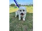 Adopt Zeus a Havanese / Mixed dog in WILSON, NC (39173394)