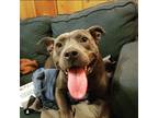 Adopt Hanna a Gray/Blue/Silver/Salt & Pepper American Pit Bull Terrier / Mixed